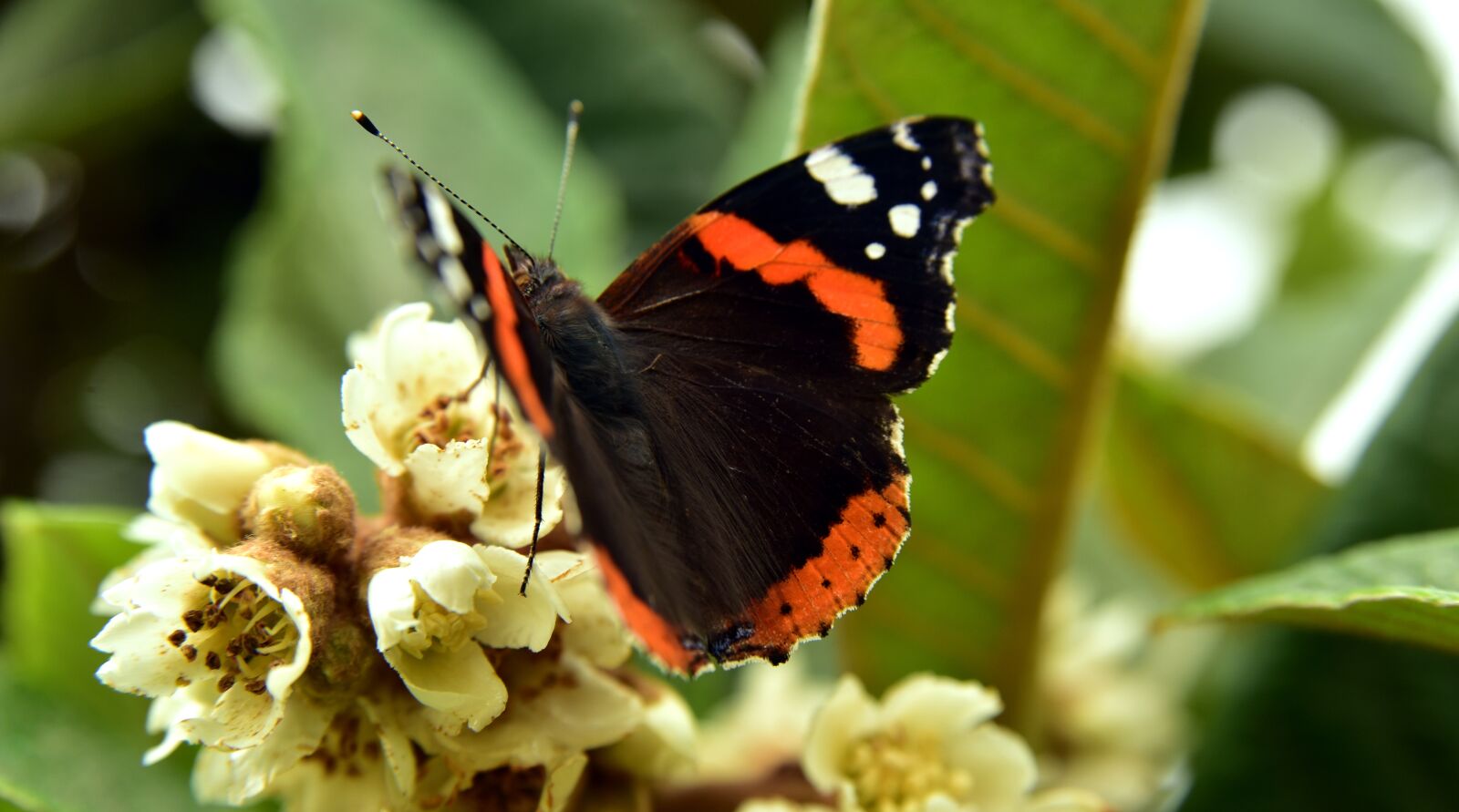 Nikon D750 sample photo. Butterfly, colorful, beautiful photography