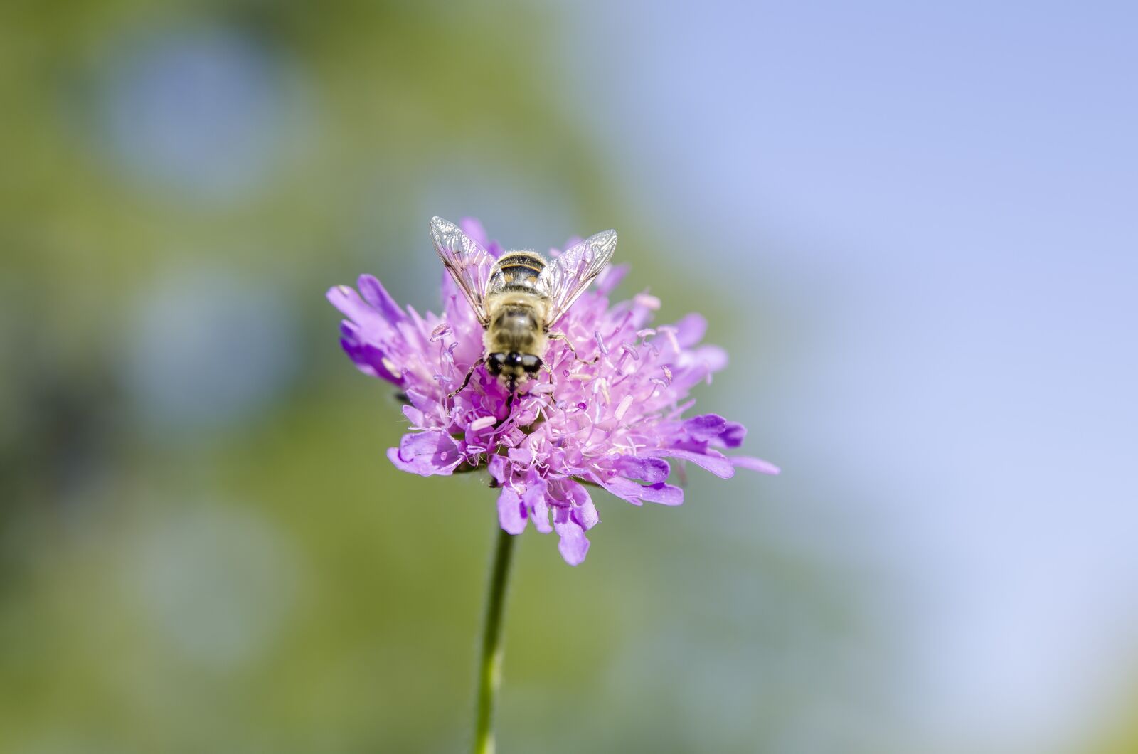 Nikon D7000 sample photo. Flower, bee, insect photography