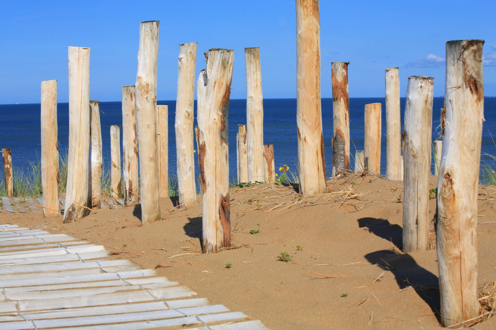 Canon EOS 5D Mark III sample photo. Wood, beach, sea photography