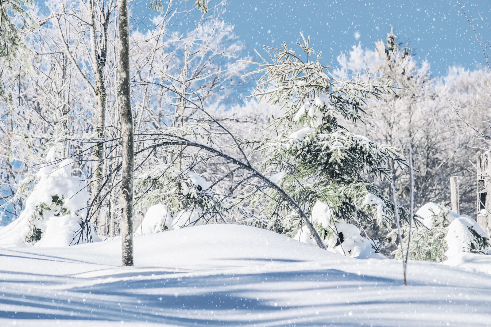 Fujifilm X-T10 sample photo. Wintry, snowy, winter photography