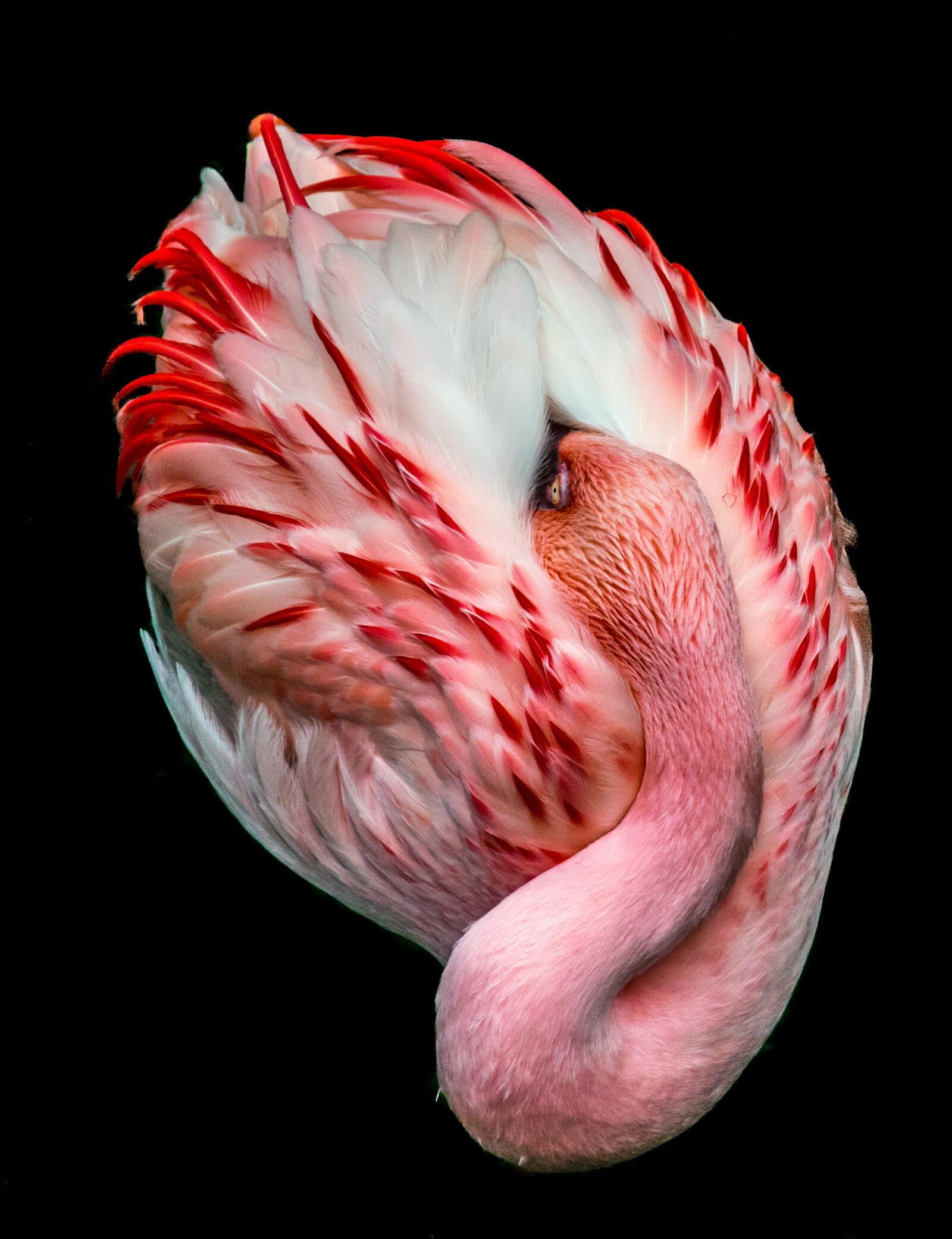Nikon D5300 sample photo. Nature, flamingo, isolated photography