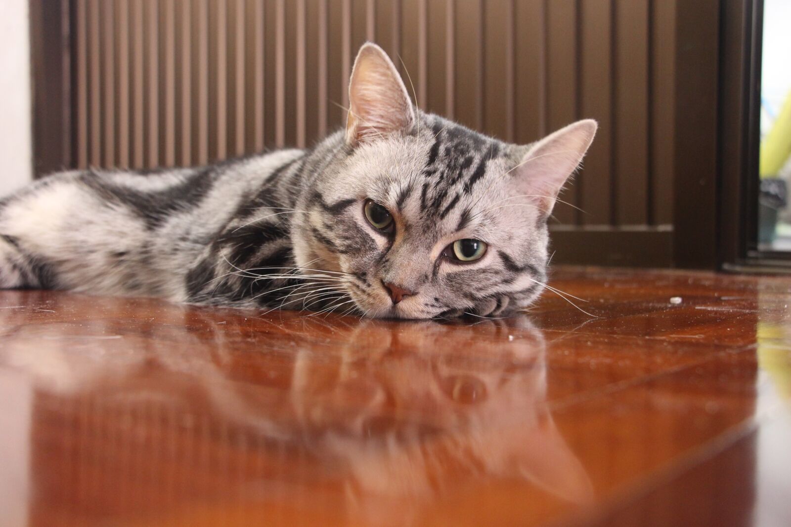 Canon EOS 700D (EOS Rebel T5i / EOS Kiss X7i) sample photo. Cat, honest feed, kitten photography