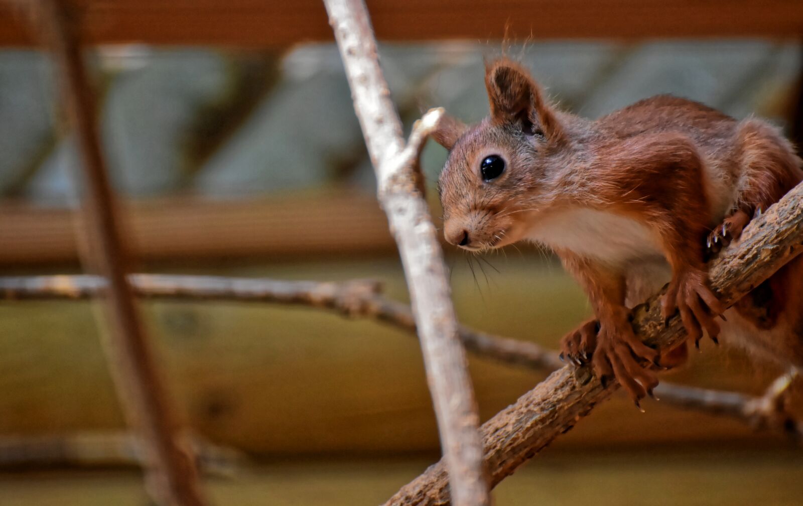 Nikon D7200 sample photo. Nager, cute, animal photography