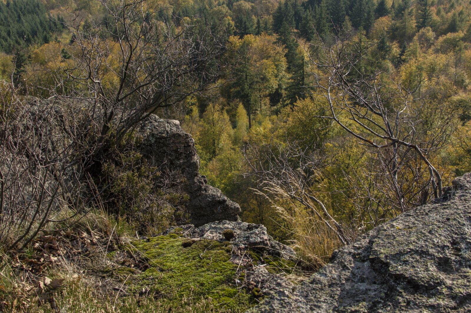 Nikon D3200 sample photo. Forest, nature, autumn photography