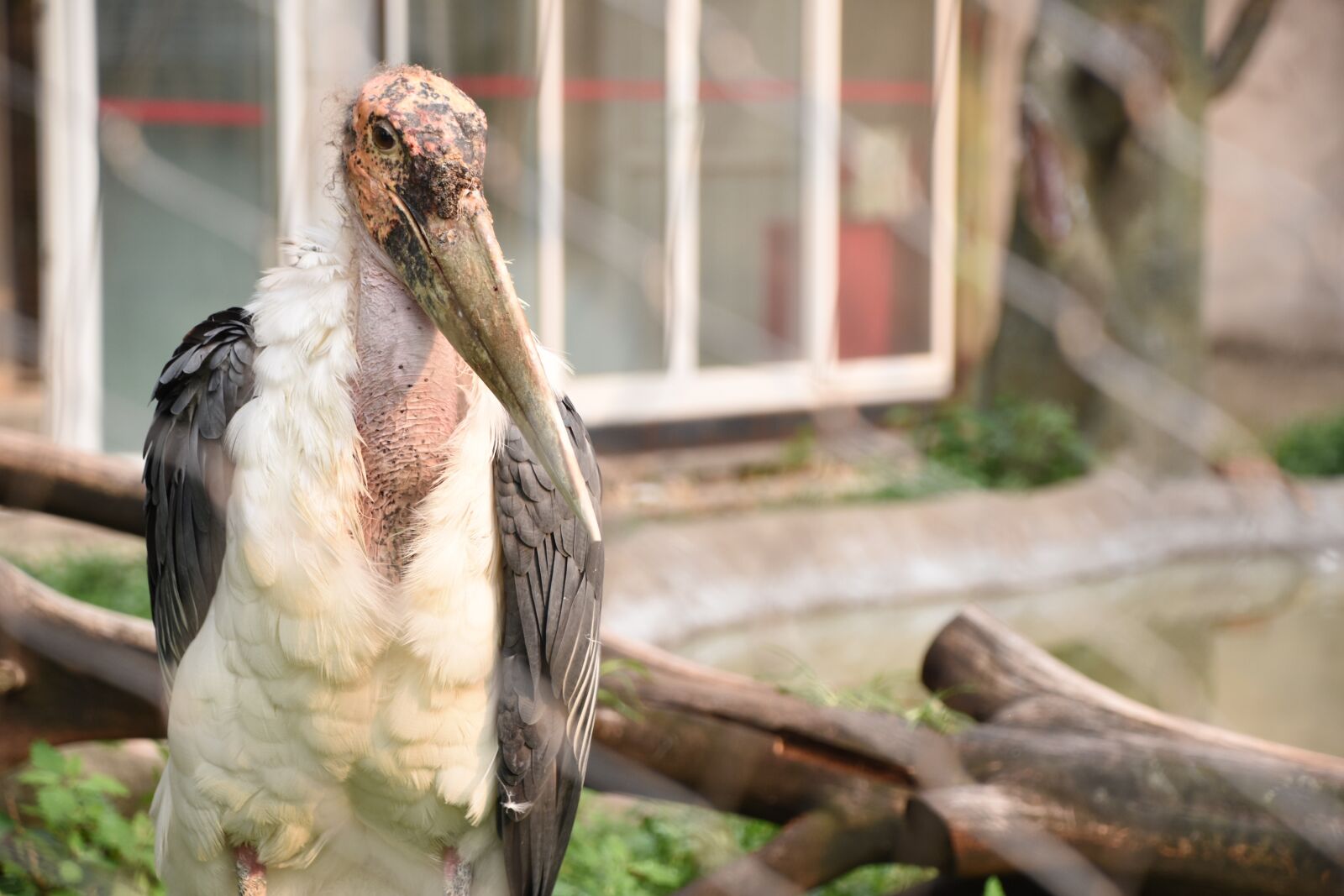 Nikon D7200 sample photo. Zoo, bird, summer photography