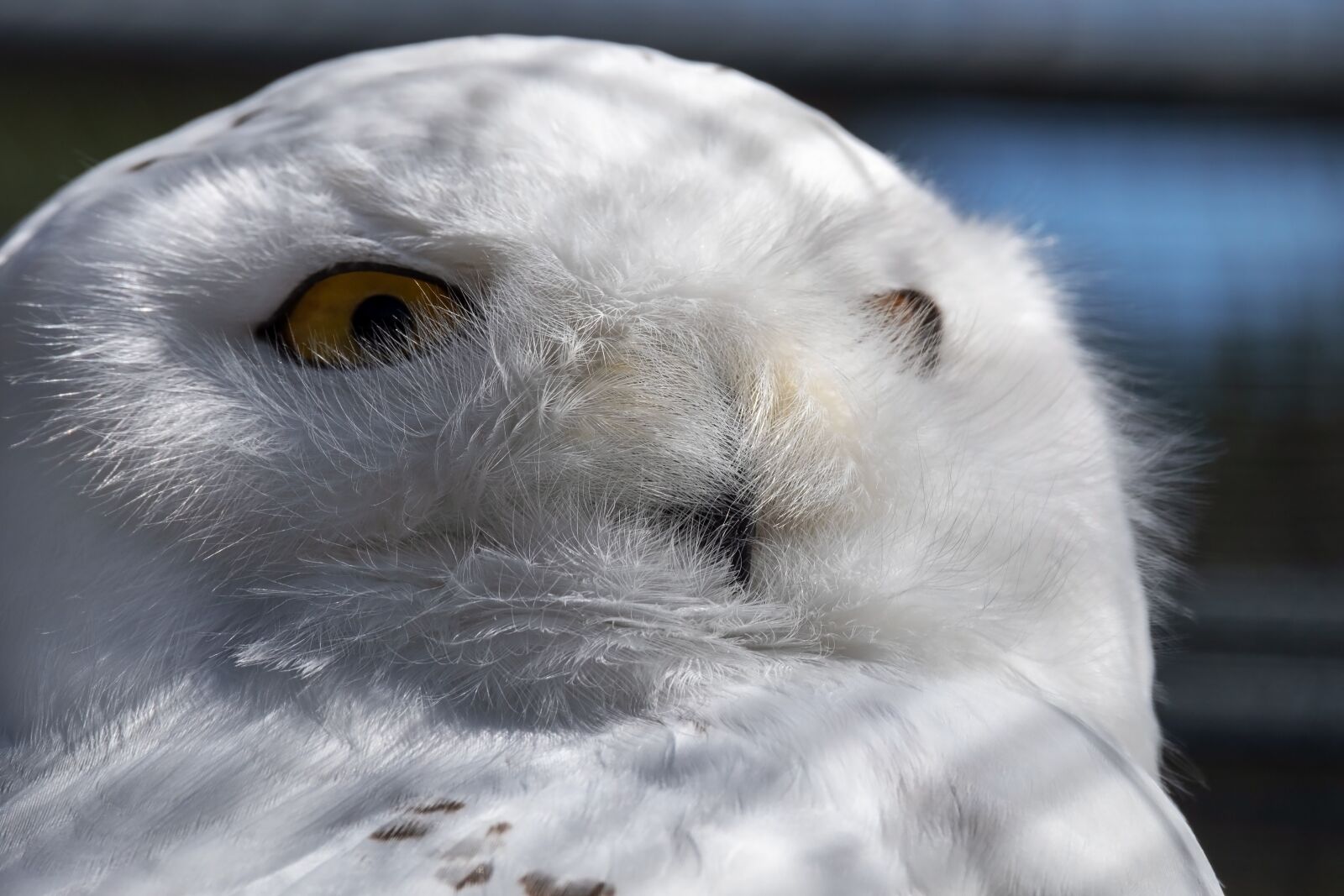 Fujifilm XF 55-200mm F3.5-4.8 R LM OIS sample photo. Snowy owl, owl, bird photography