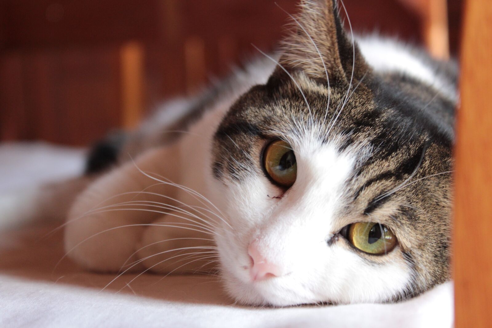 Canon EOS 1200D (EOS Rebel T5 / EOS Kiss X70 / EOS Hi) sample photo. Cat, animal, domestic photography