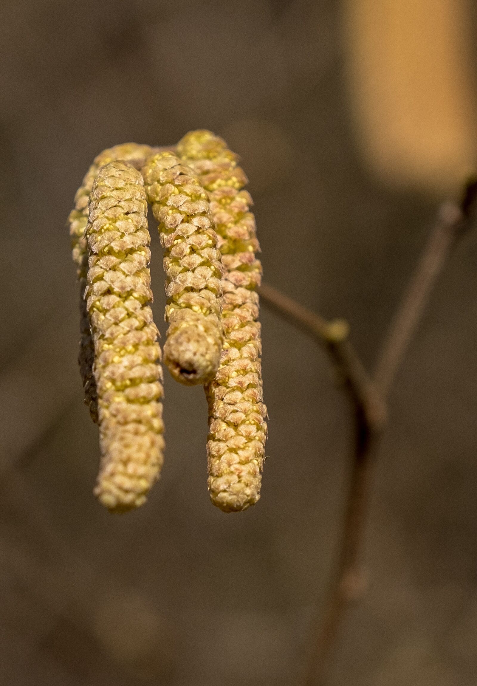 Fujifilm XF 16-55mm F2.8 R LM WR sample photo. Plant, leaf, nature photography