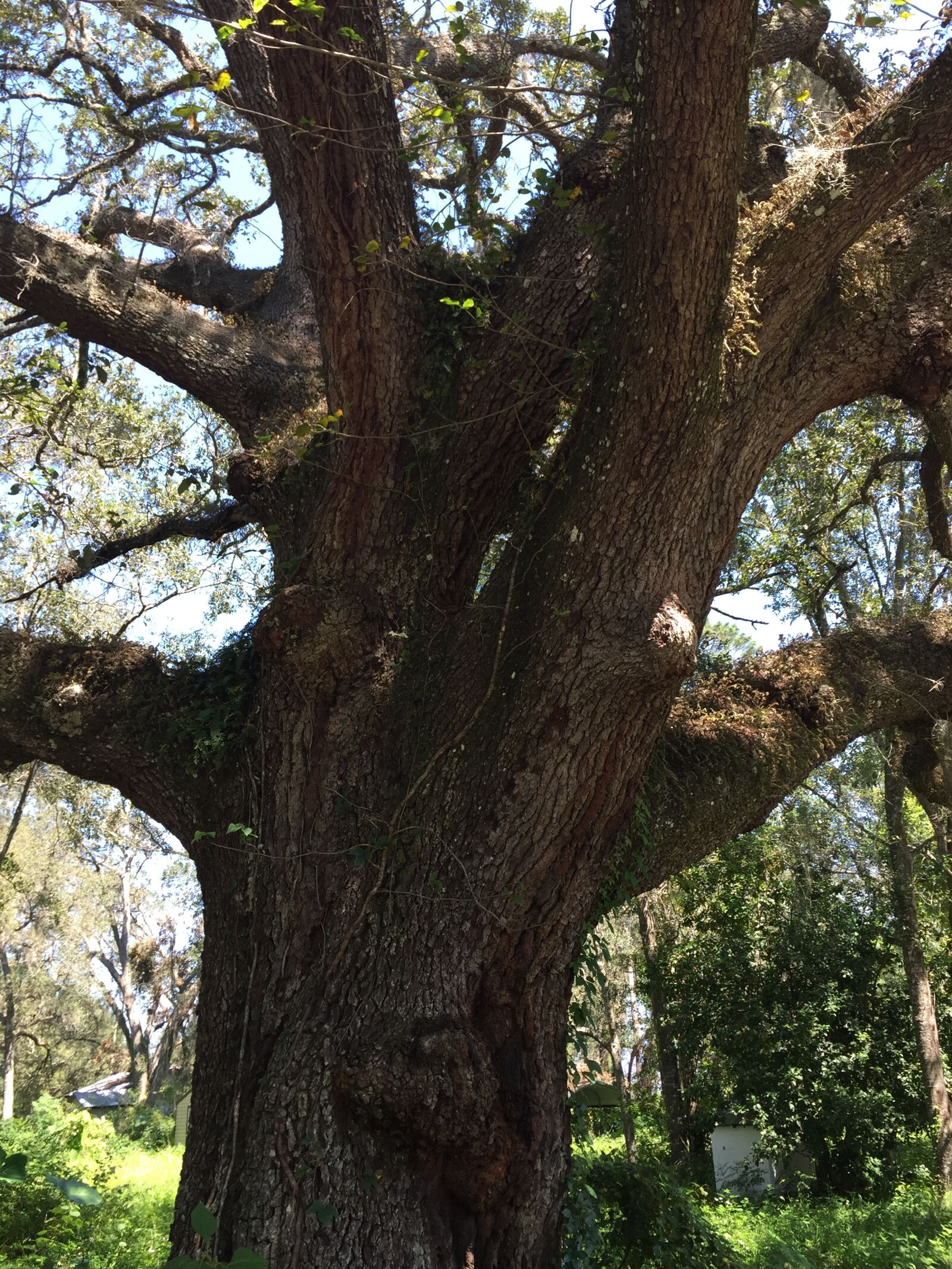 iPhone 6 back camera 4.15mm f/2.2 sample photo. Oak, tree photography
