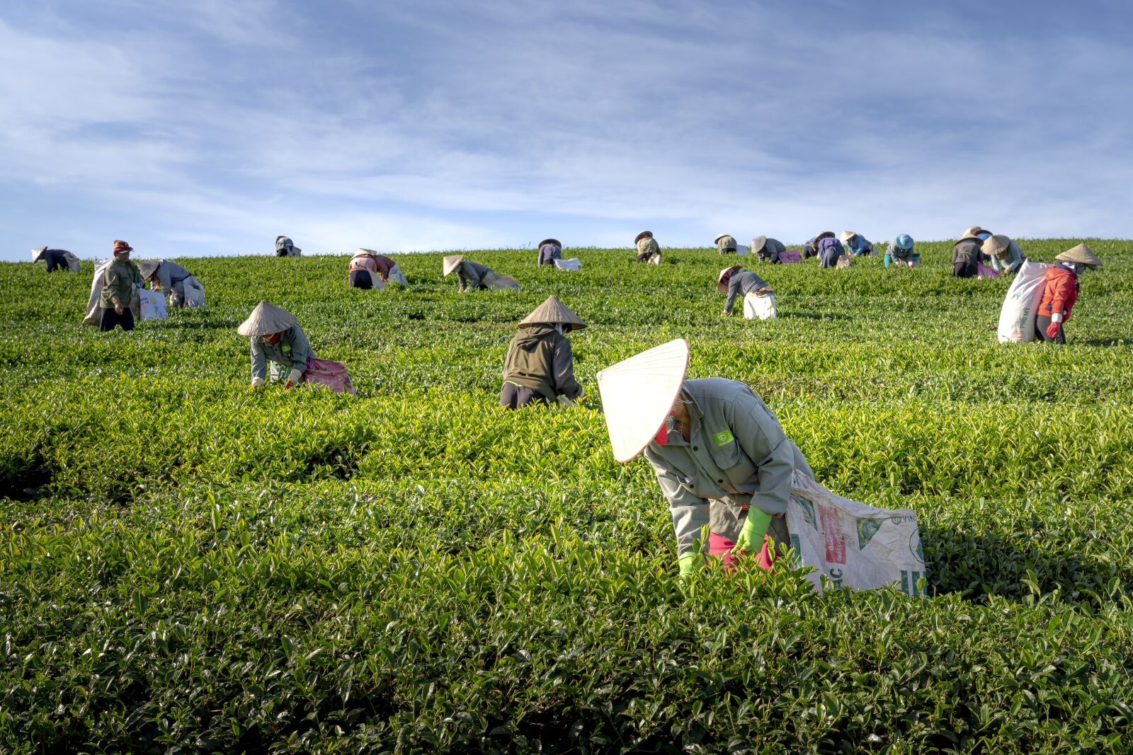 Sony FE 24-70mm F2.8 GM sample photo. Tea, the farm, vietnam photography