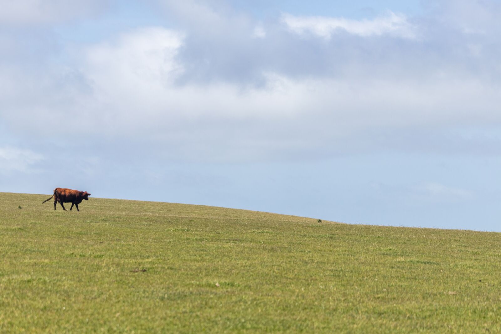 Canon EF-S 55-250mm F4-5.6 IS STM sample photo. Cow, field, green photography