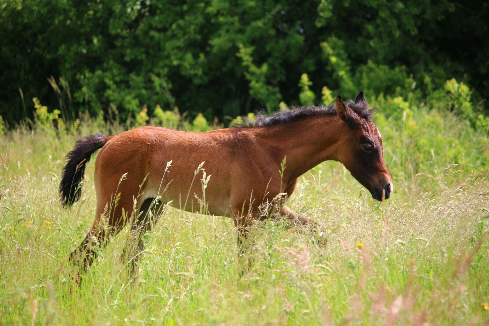 Canon EOS 100D (EOS Rebel SL1 / EOS Kiss X7) sample photo. Horse, foal, suckling photography