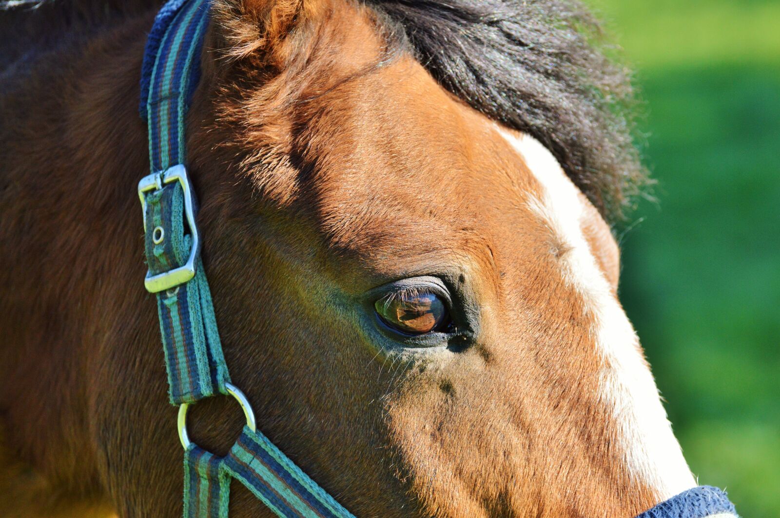 Nikon D3200 sample photo. Horse, ride, reiter photography