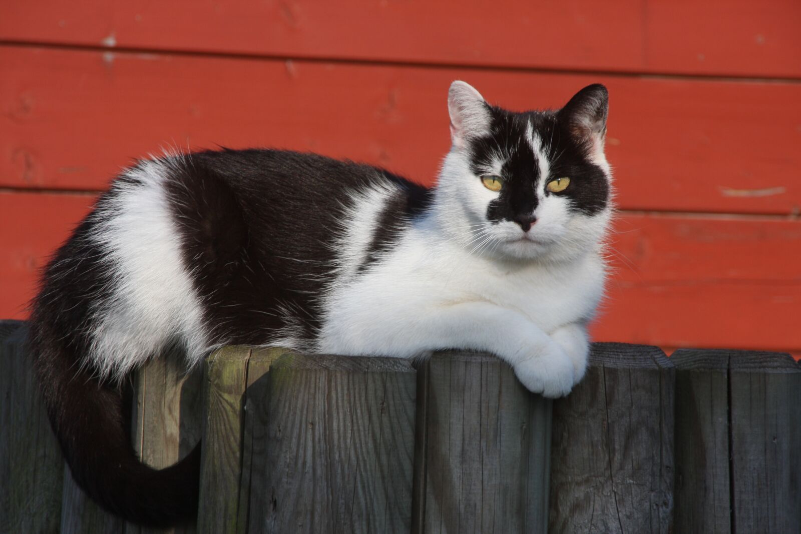 Canon EOS 40D sample photo. Cat, fence, pet photography