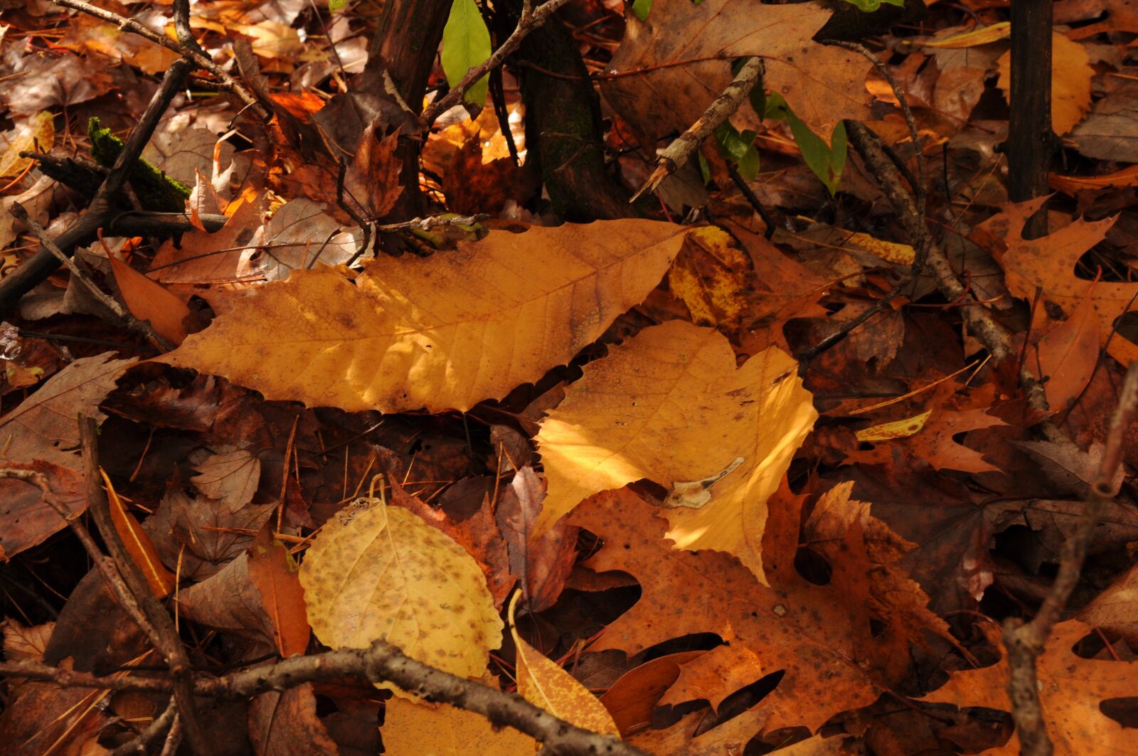 Nikon D90 sample photo. Fall, autumn, leaves photography