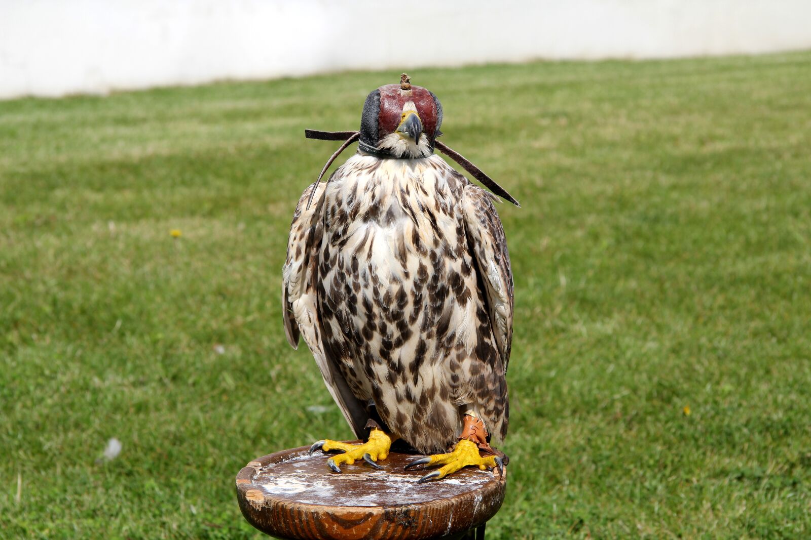Canon EF-S 17-85mm F4-5.6 IS USM sample photo. Bird, predator, animal photography