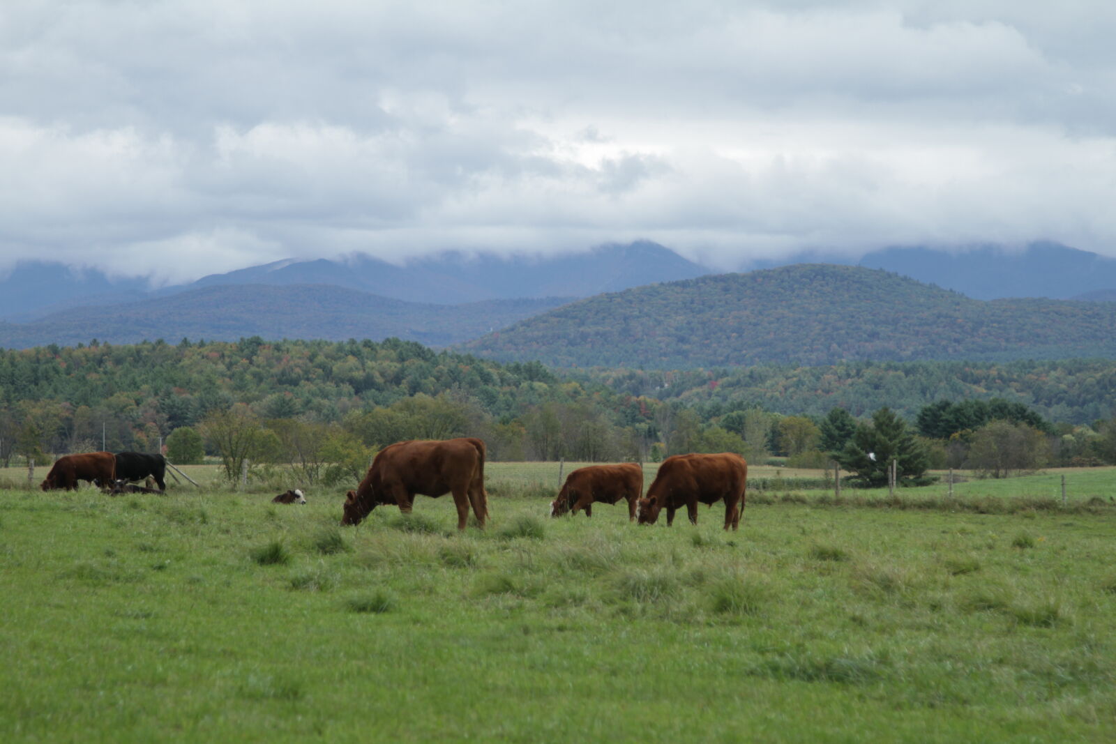 Canon EF 24-105mm F4L IS USM sample photo. Clouds, cows, mountains, pasture photography