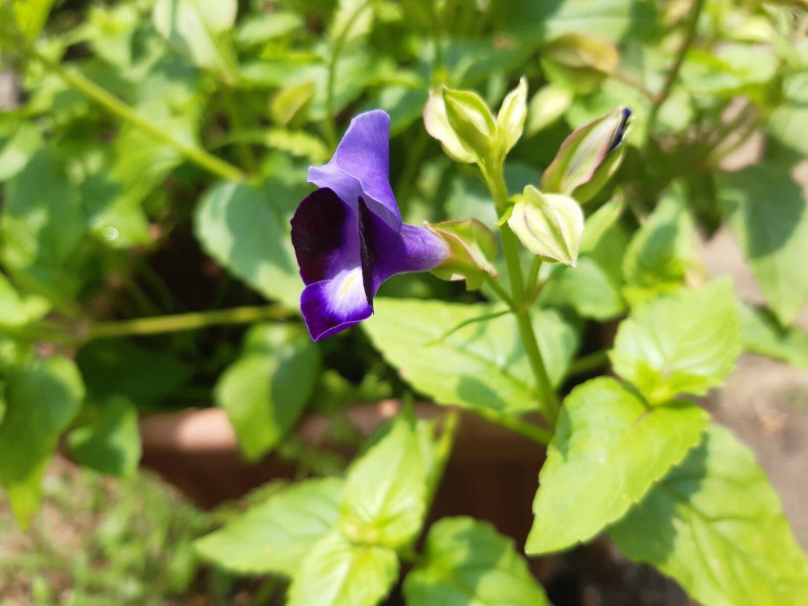 Samsung Galaxy A30 sample photo. Flower, butterfly pea, blue photography