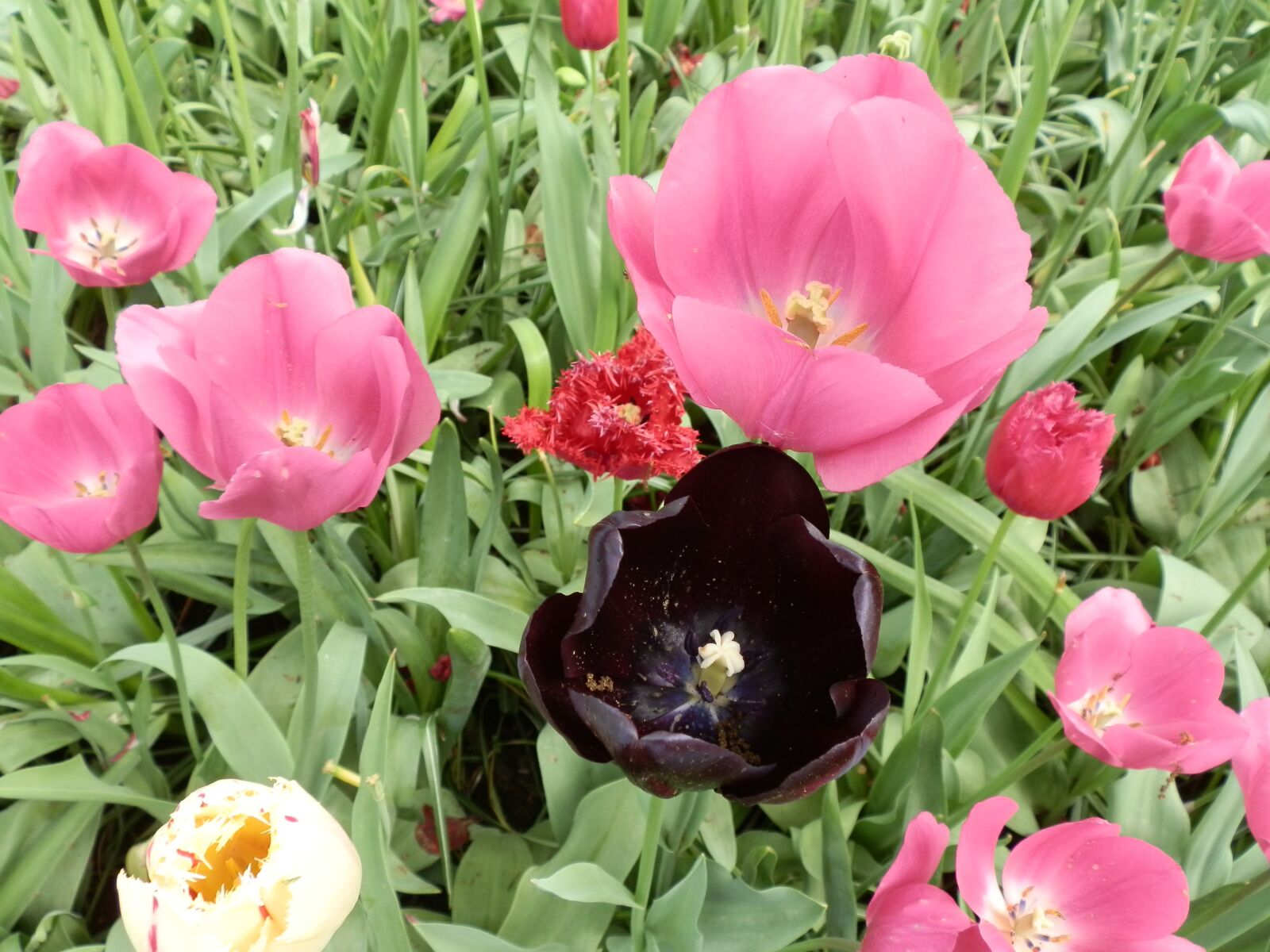Olympus SZ-10 sample photo. Tulips, flowers, black photography