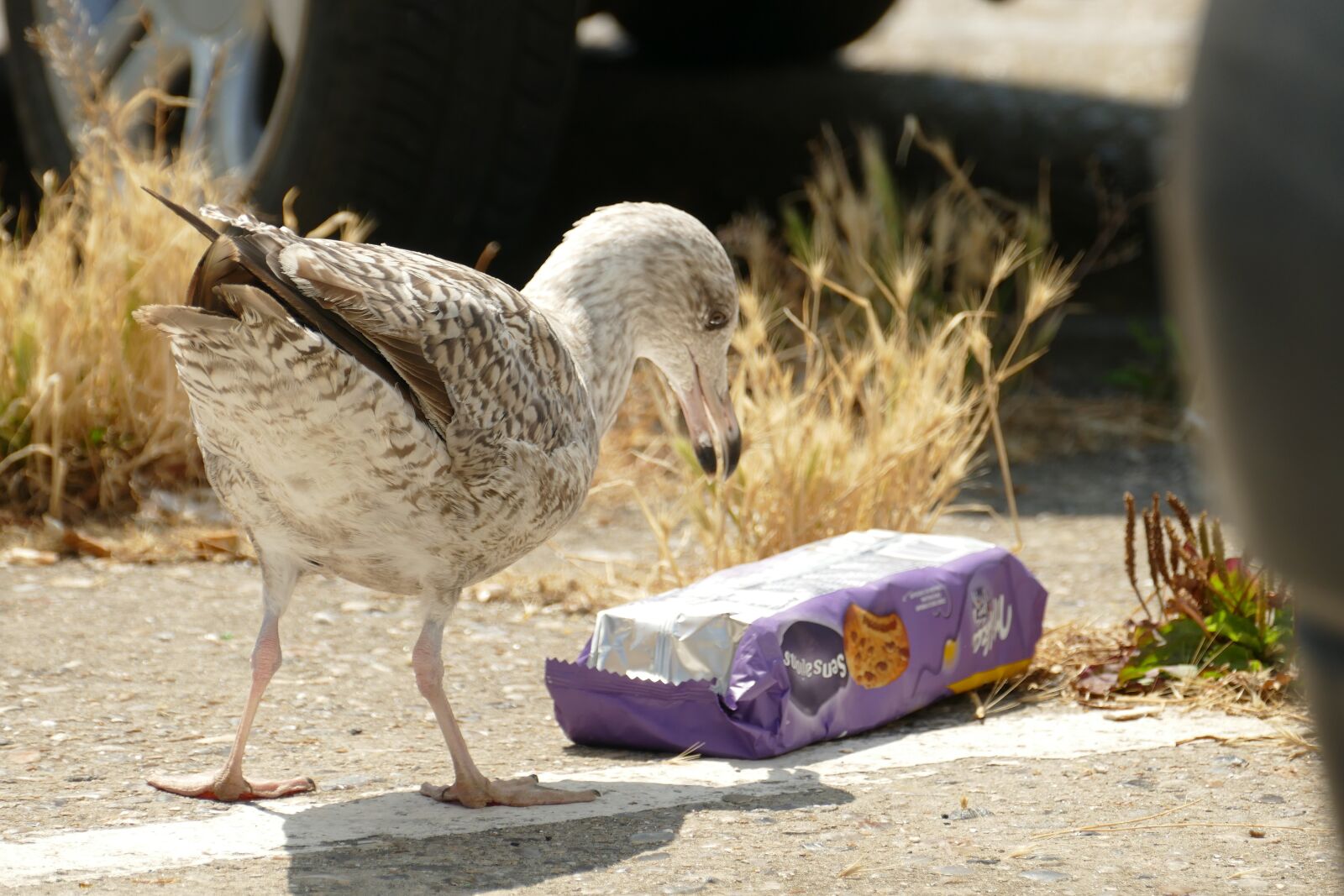 Panasonic Lumix DMC-FZ1000 sample photo. Seagull, bird, fauna photography