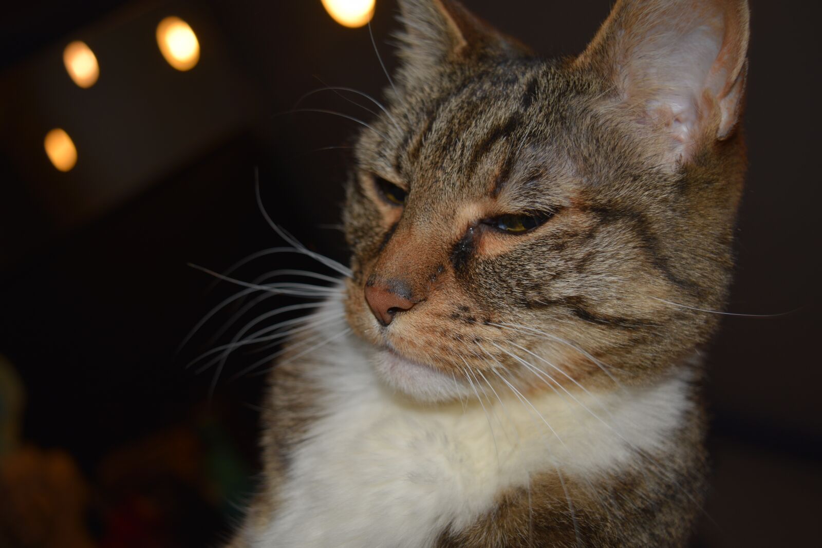 Nikon D3300 sample photo. Cat, feline, pet photography