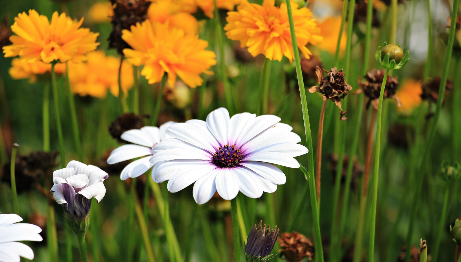 Canon EOS 550D (EOS Rebel T2i / EOS Kiss X4) sample photo. Marguerite, flower, plant photography