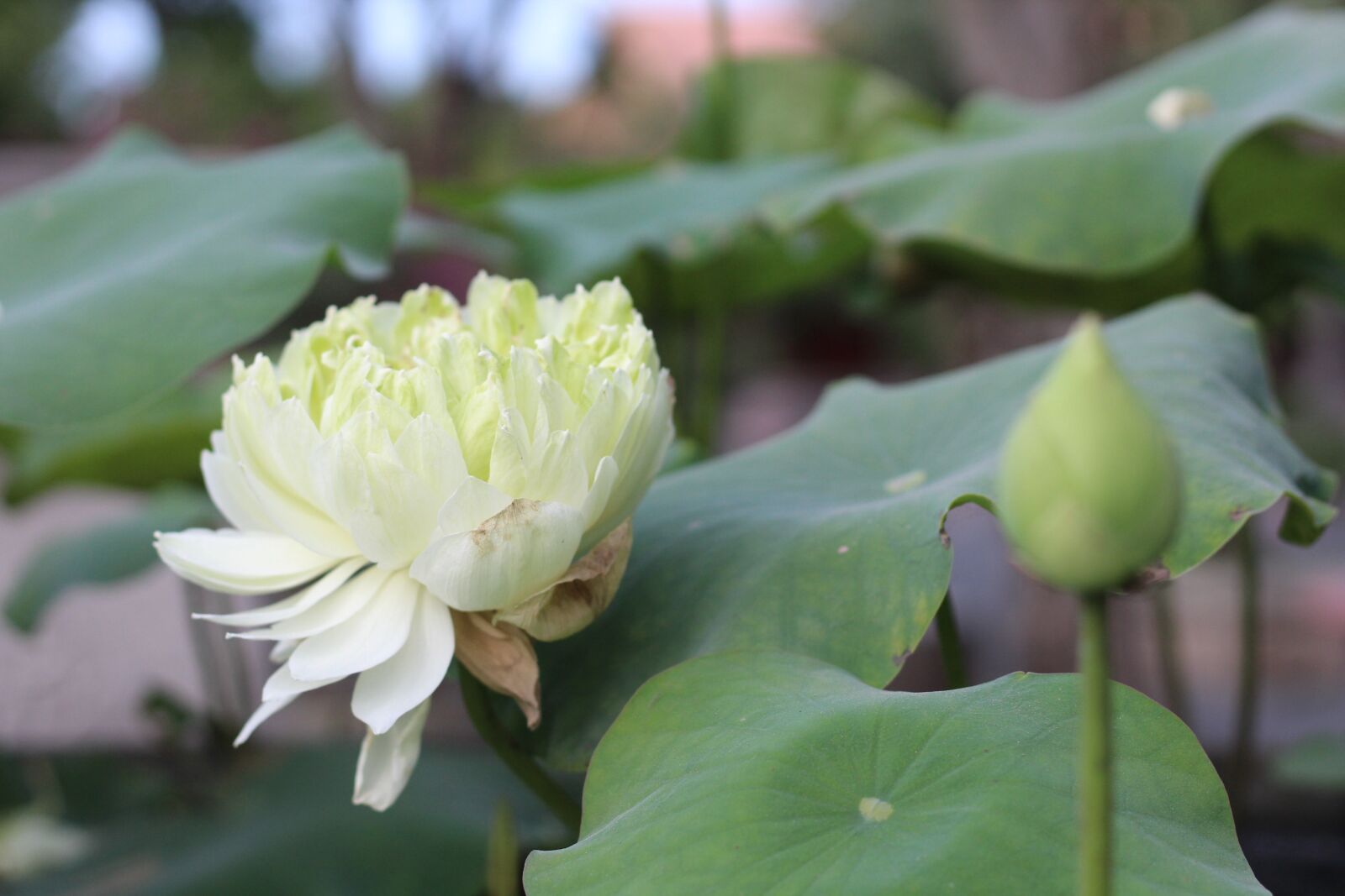 Canon EOS 1300D (EOS Rebel T6 / EOS Kiss X80) + Canon EF 50mm F1.8 STM sample photo. Asia, buddha, buddhism photography