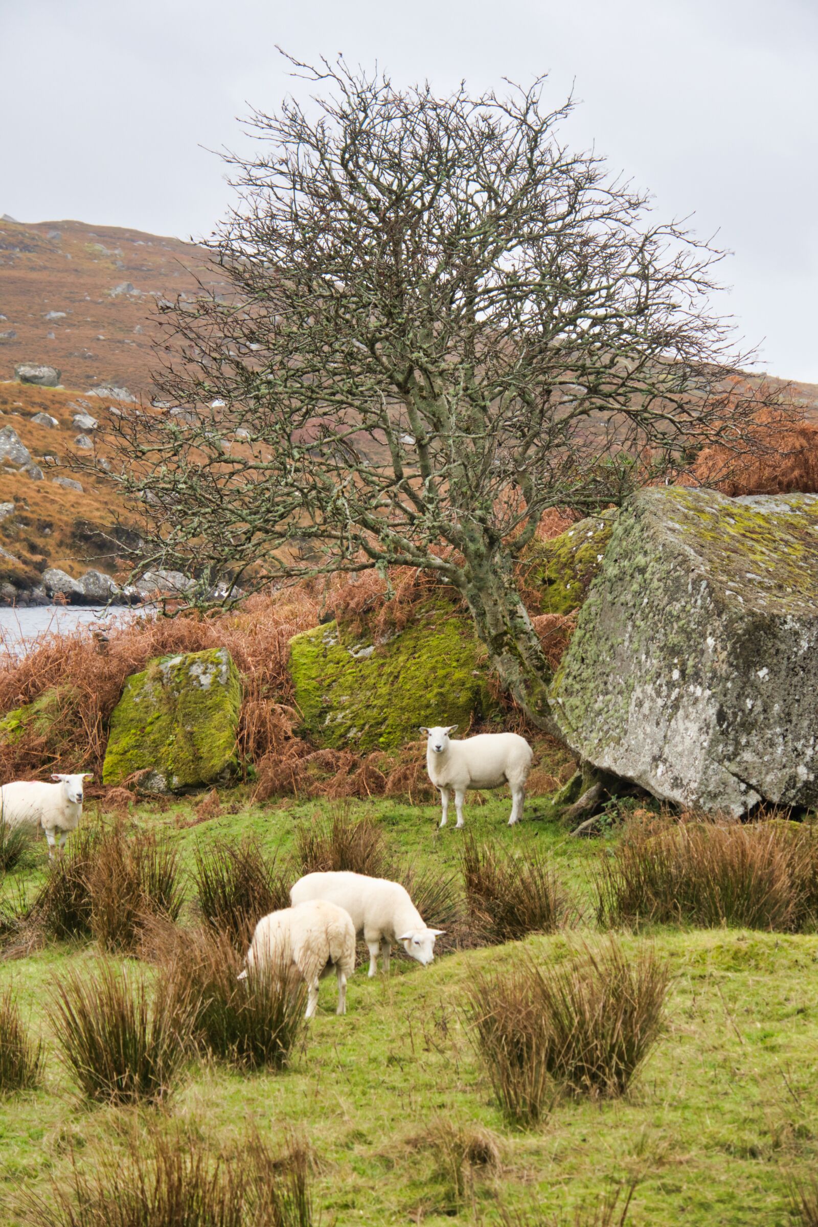 Canon PowerShot G3 X sample photo. Ireland, sheep, landscape photography