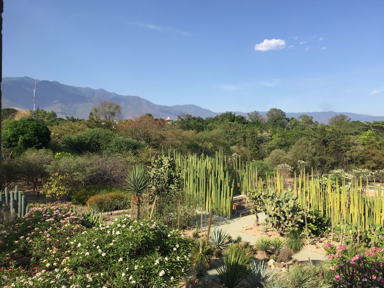 Apple iPhone 6 sample photo. Garden, plant, jardin, santo photography
