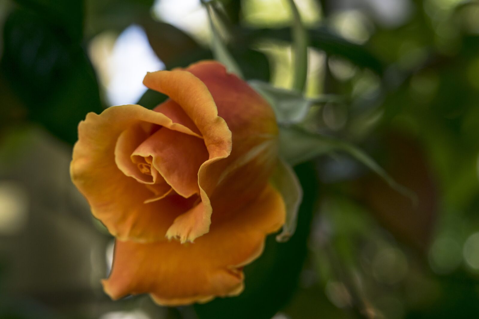 Nikon D3300 sample photo. Rose, nature, flowers photography