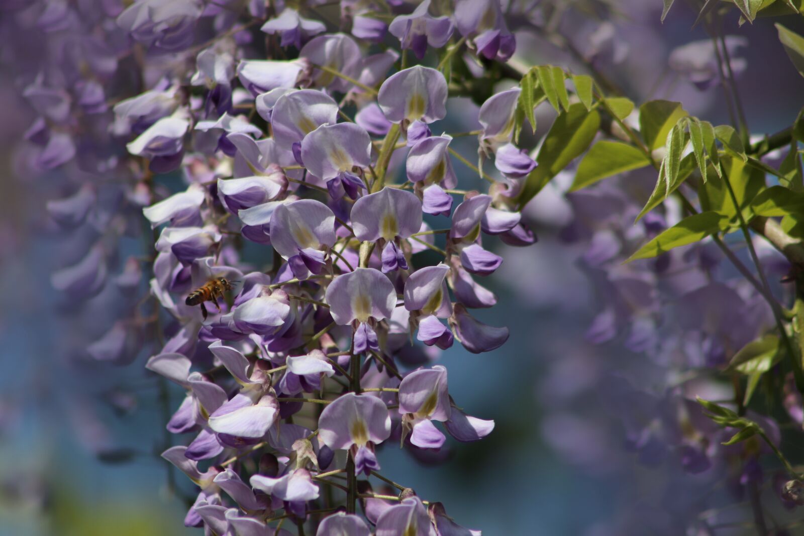 Canon EF75-300mm f/4-5.6 sample photo. Blue rain, bees, wisteria photography