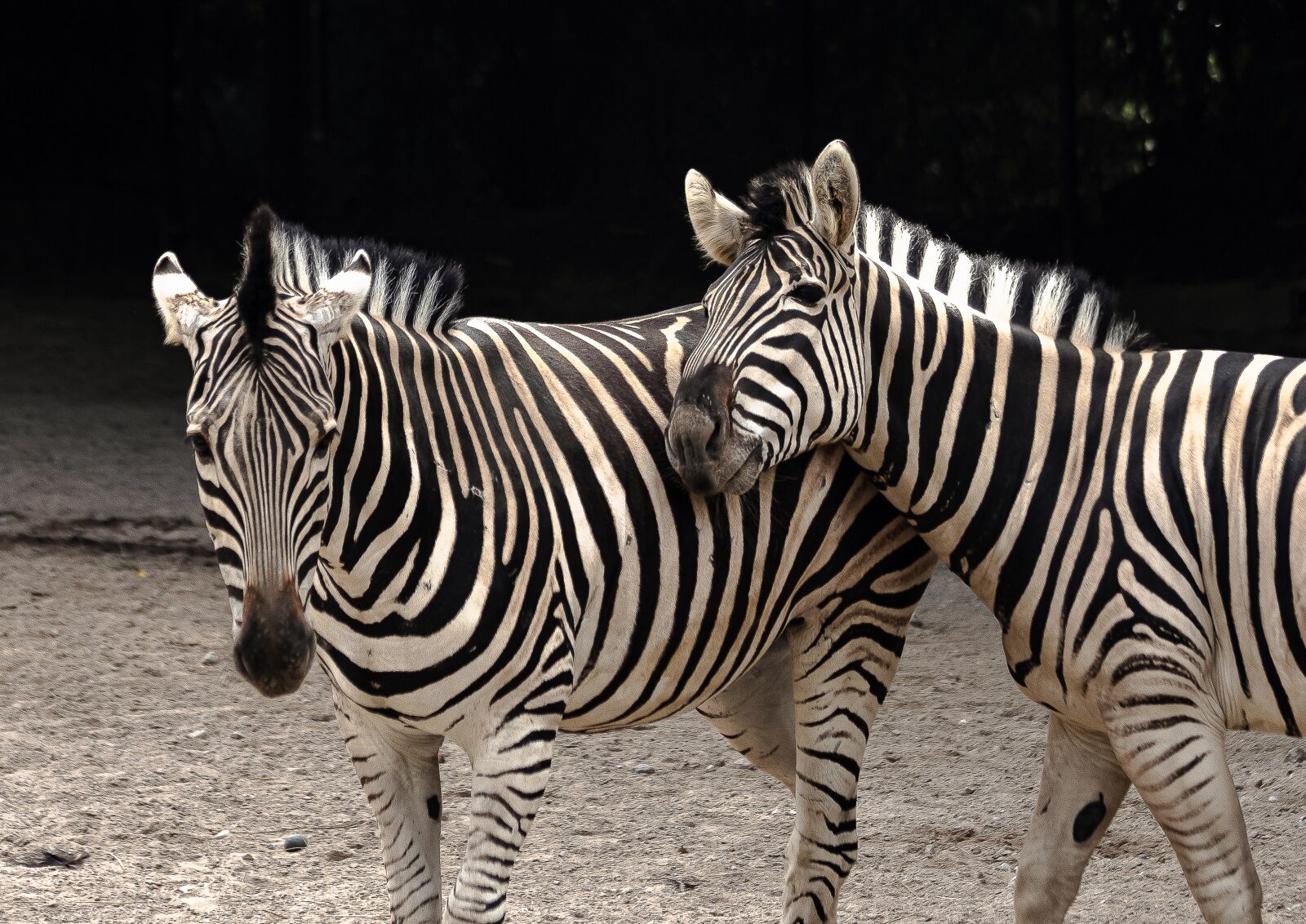 Canon EOS 6D Mark II sample photo. Zebra, mammal, animal photography