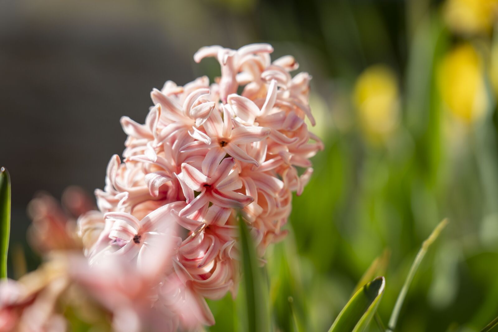Sony FE 24-105mm F4 G OSS sample photo. Flower, hyacinth, flowers photography