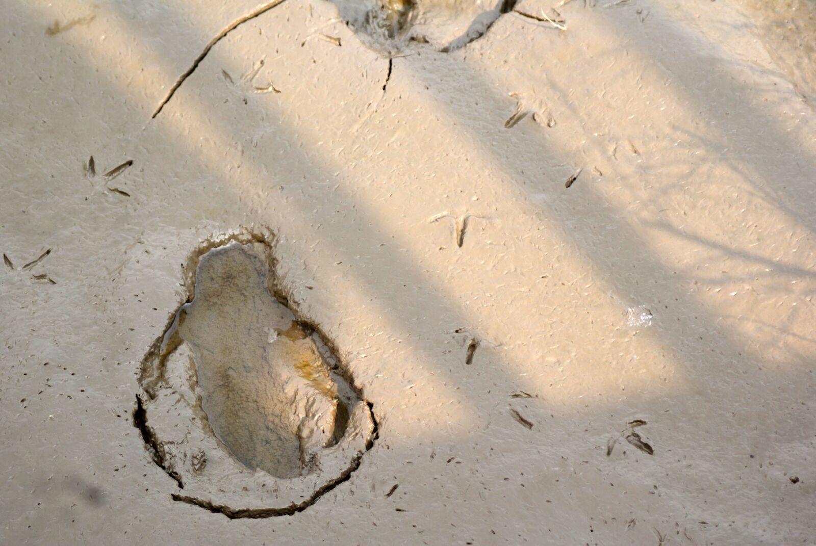 Sony Alpha DSLR-A200 sample photo. Shoals, footprints, birds photography