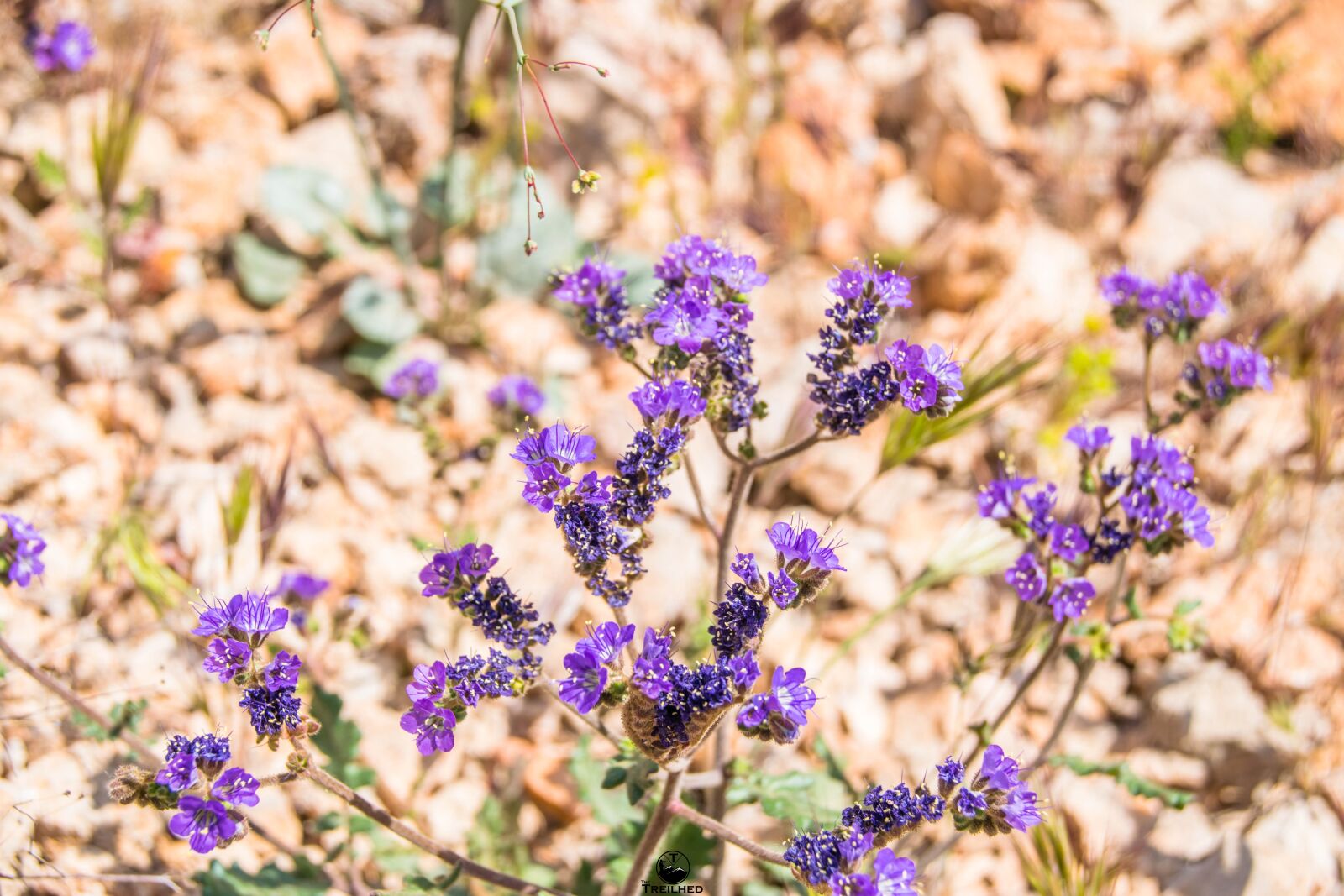 Nikon D3300 sample photo. Wildflower, flowers, nature photography