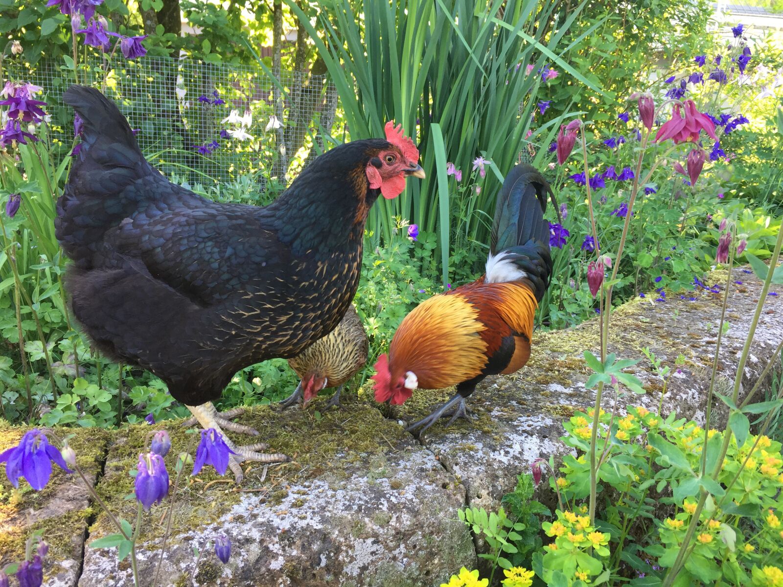Apple iPhone 6 sample photo. Chickens, hahn, garden photography