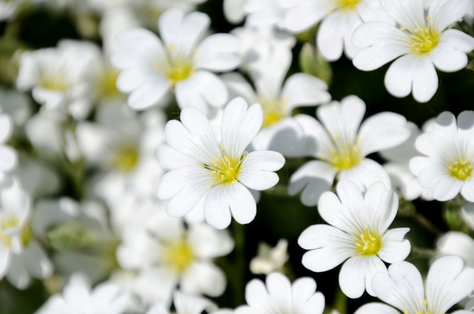 Nikon D7000 sample photo. M zvir g, flower photography