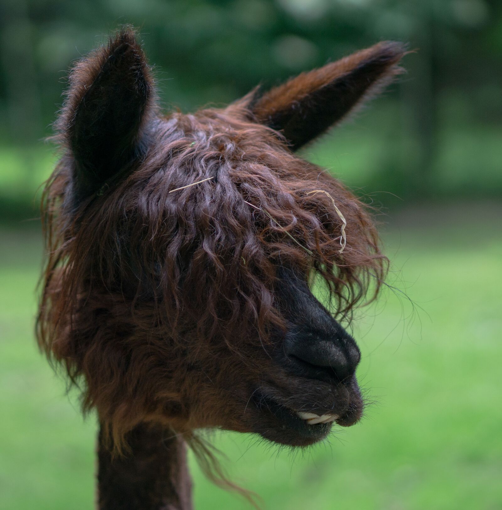 E 50mm F1.8 OSS sample photo. Alpaca, wool, animal photography