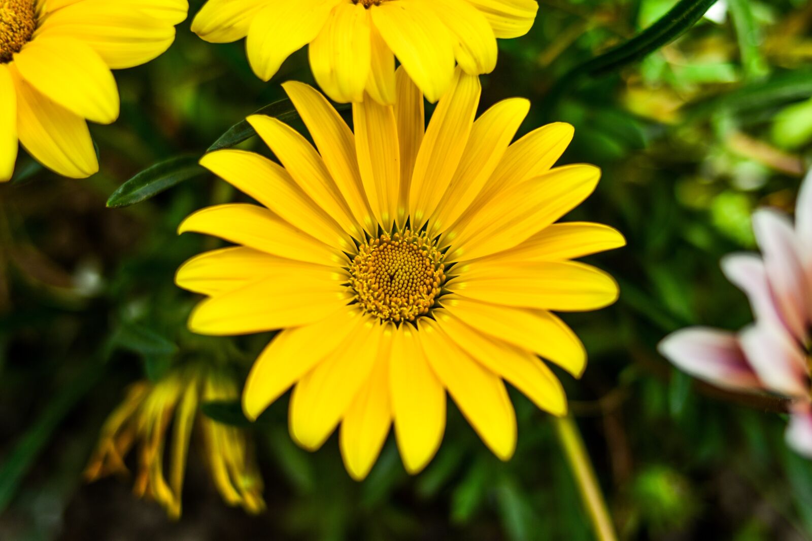 Nikon D3400 sample photo. Flower beautiful, linda flower photography