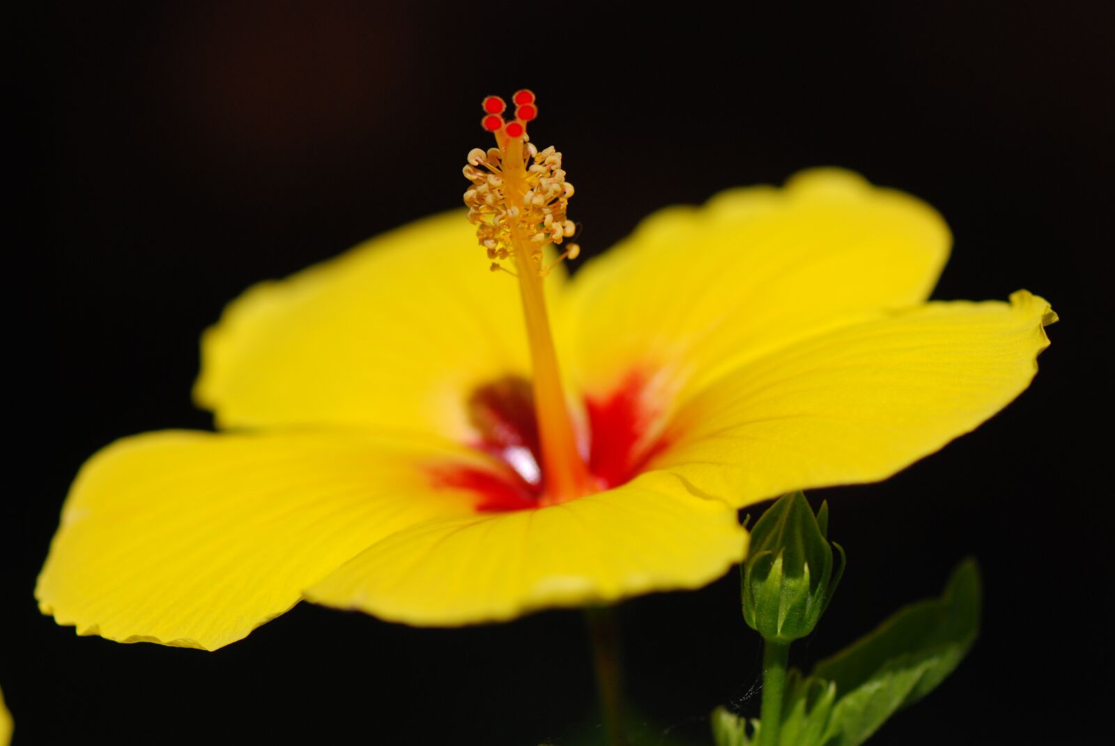 Nikon D80 sample photo. Hibiscus, flower, yellow flower photography