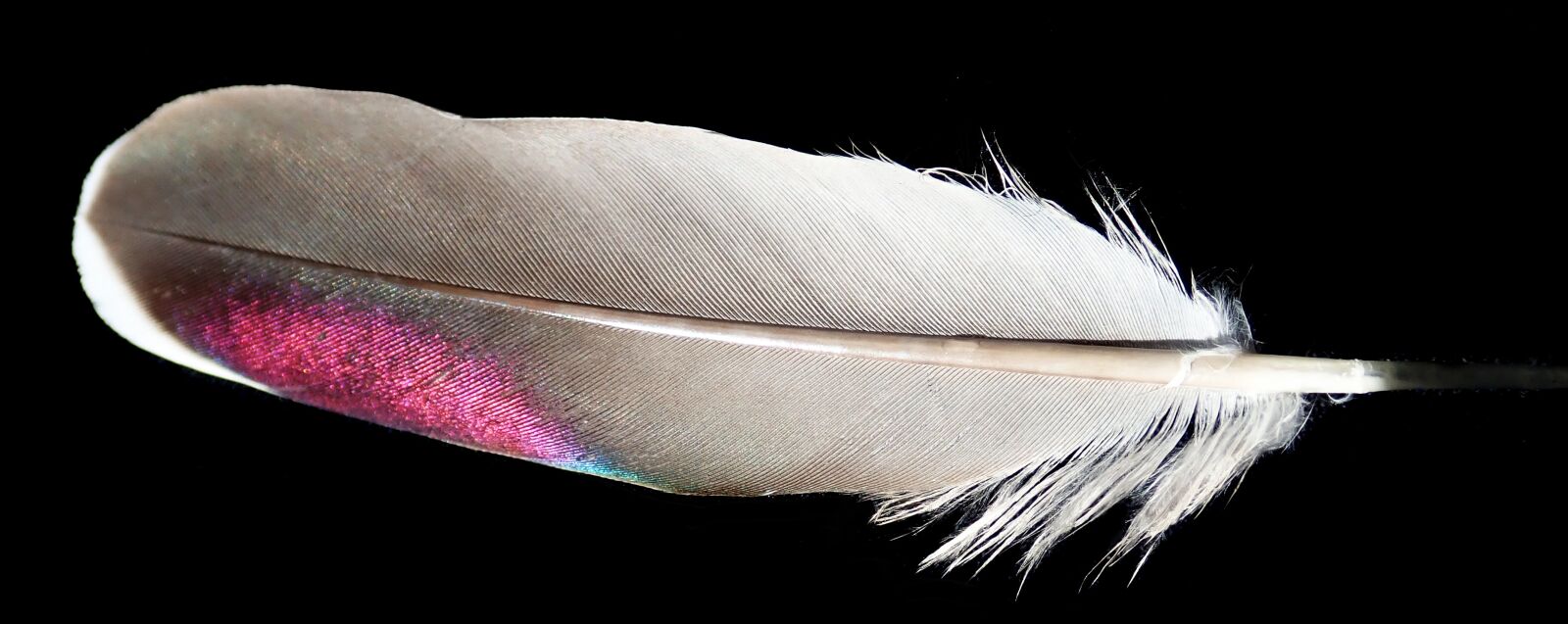 Olympus TG-5 sample photo. Feather, plumage, bird photography