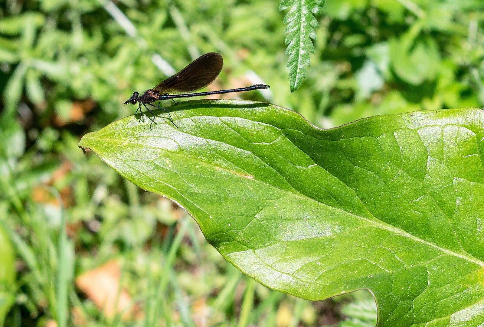 Nikon D3300 sample photo. Damsel fly, leaf, insect photography
