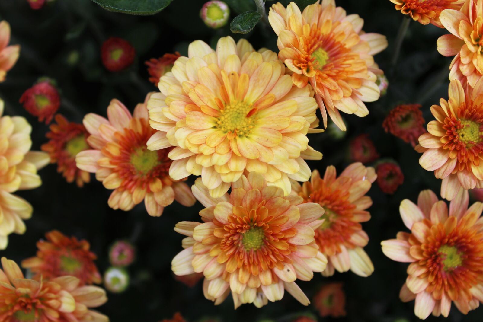 Canon EOS 1200D (EOS Rebel T5 / EOS Kiss X70 / EOS Hi) sample photo. Flowers, orange, spring photography