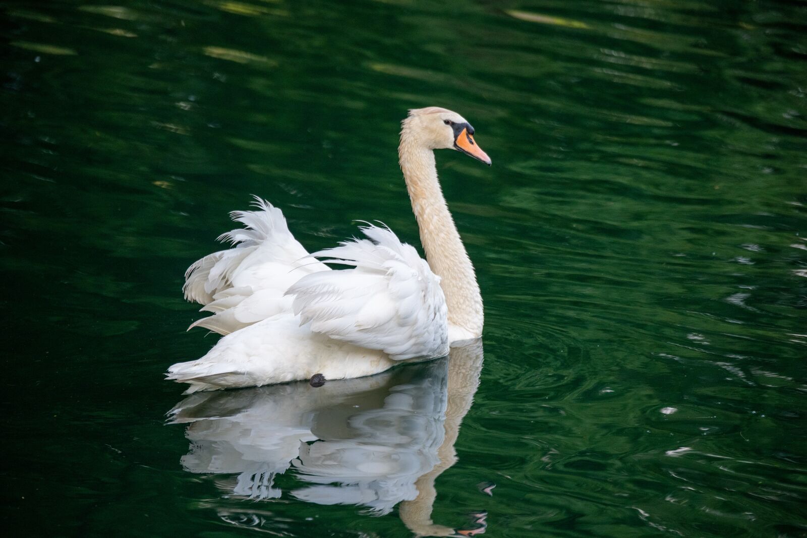 Nikon D850 sample photo. Swan, mute swan, white photography