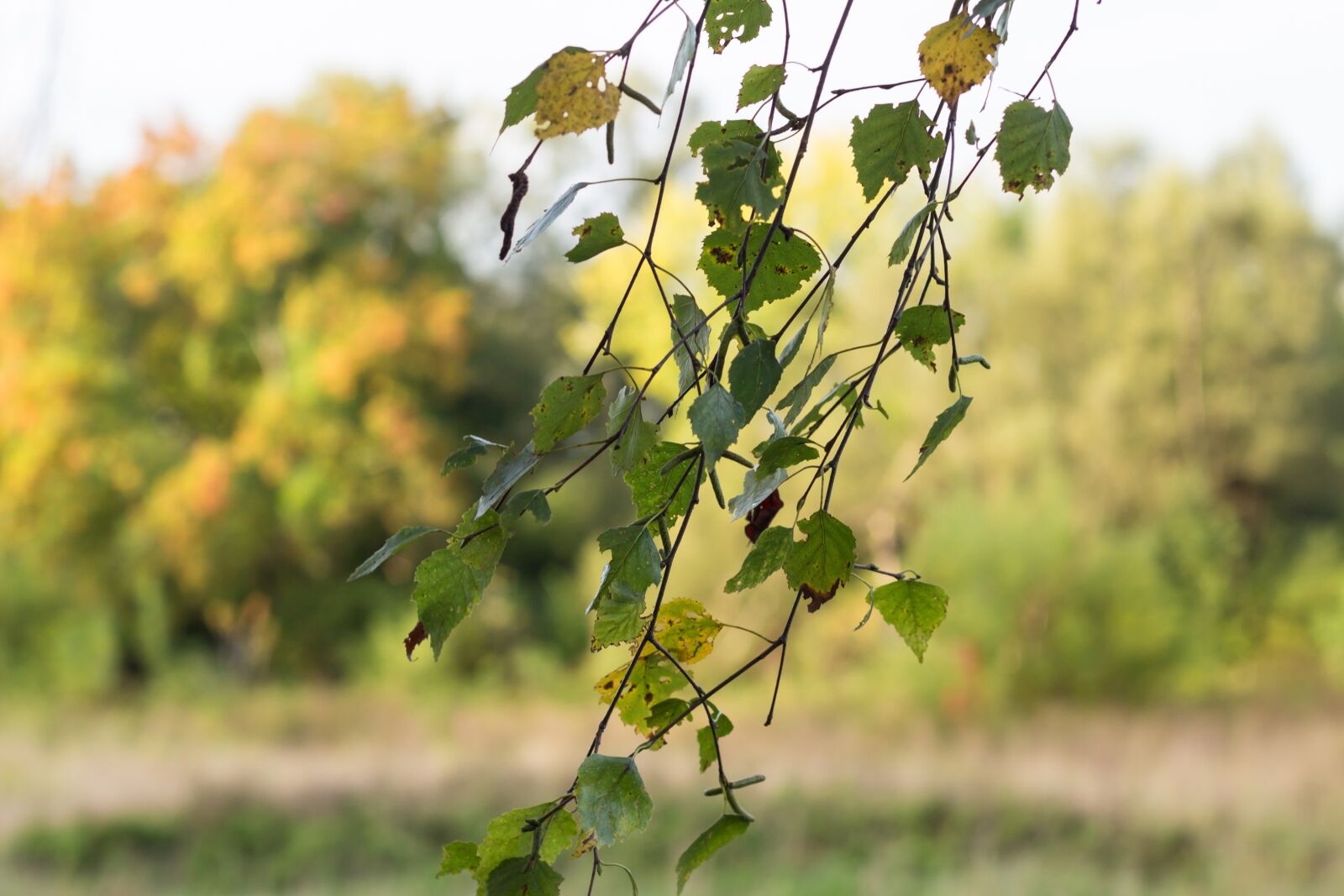 Canon EOS 100D (EOS Rebel SL1 / EOS Kiss X7) + Canon EF 50mm F1.8 II sample photo. Leaves, birch, wind photography