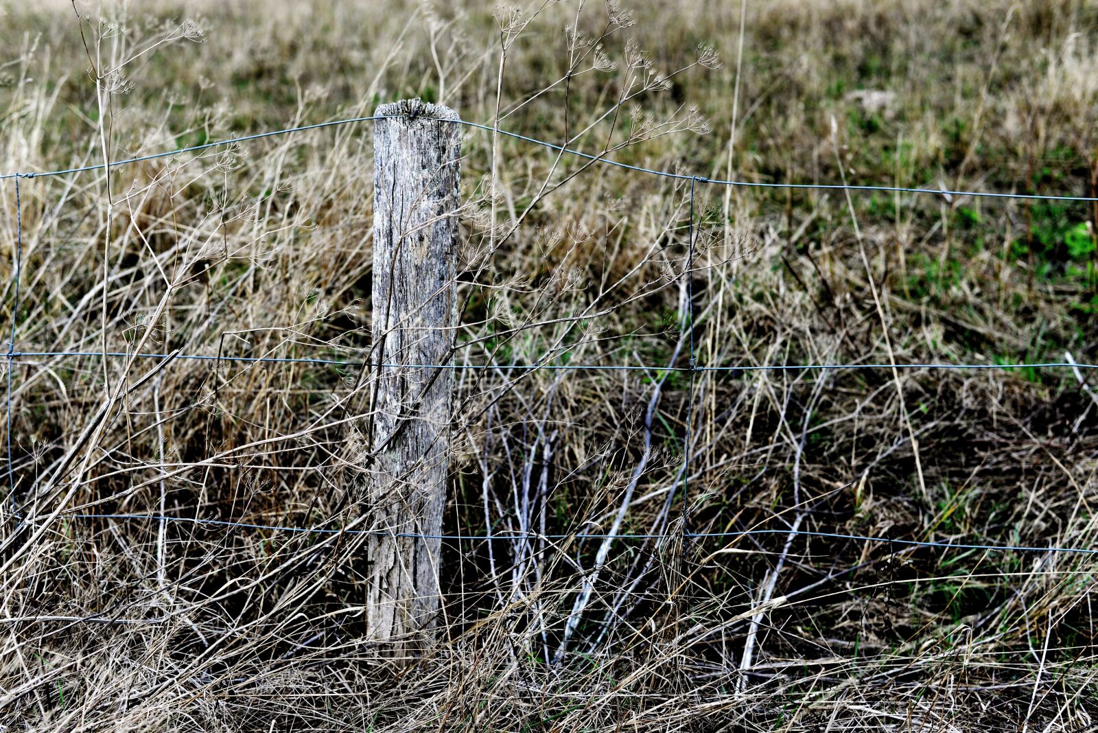 Nikon D610 sample photo. Grasses, dry, withered photography