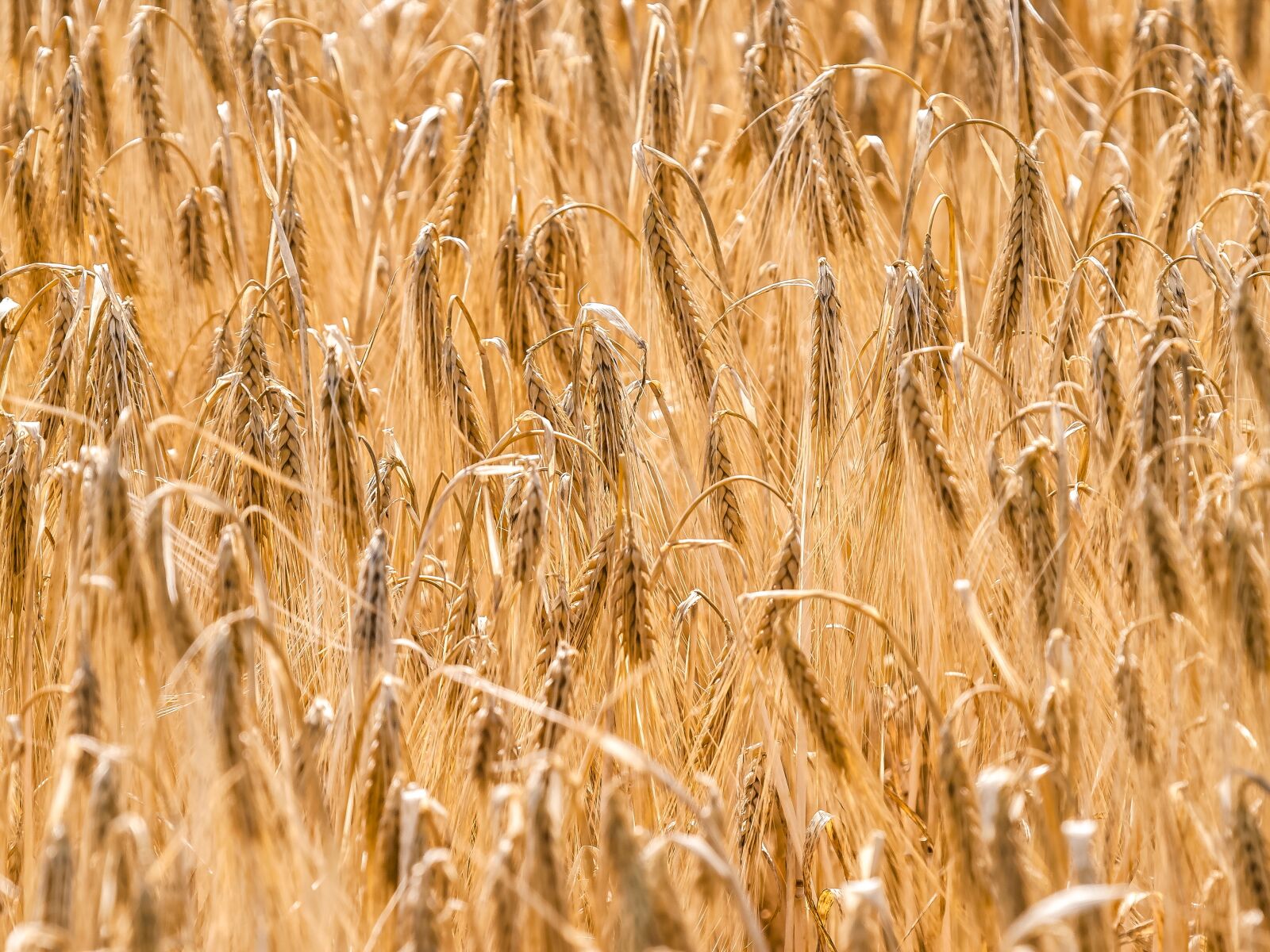 Olympus E-3 sample photo. Cereals, cornfield, field photography