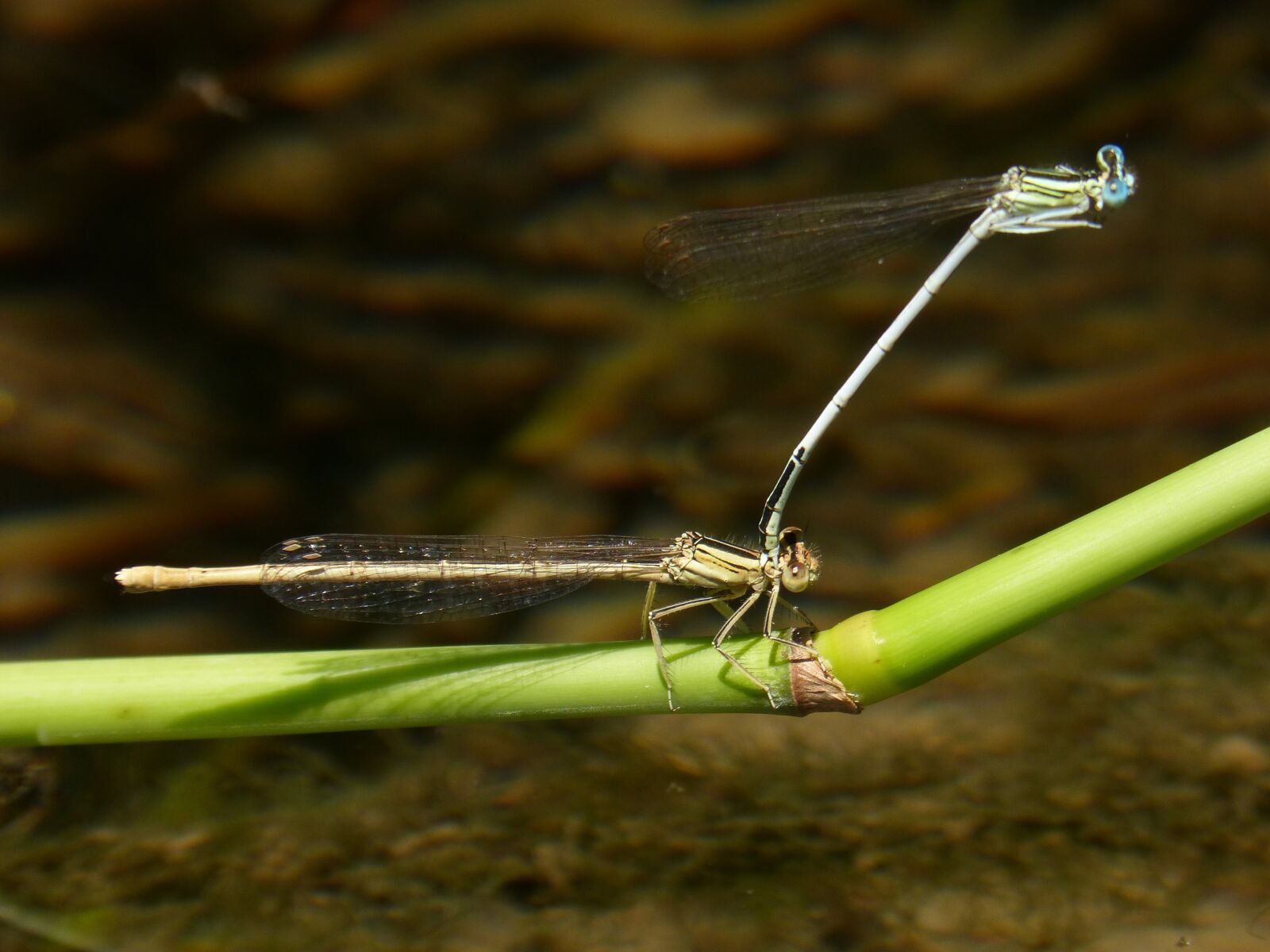 Panasonic DMC-FZ62 sample photo. Dragonfly, damselfly, insects mating photography