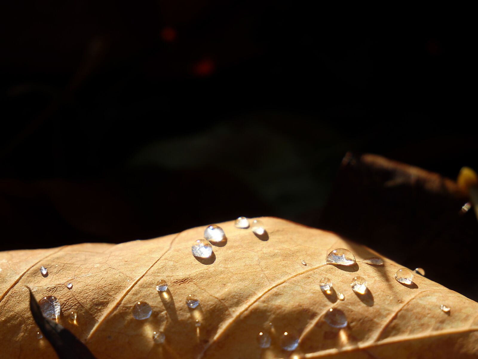 Panasonic Lumix DMC-GX8 sample photo. Leaf, water, drop photography