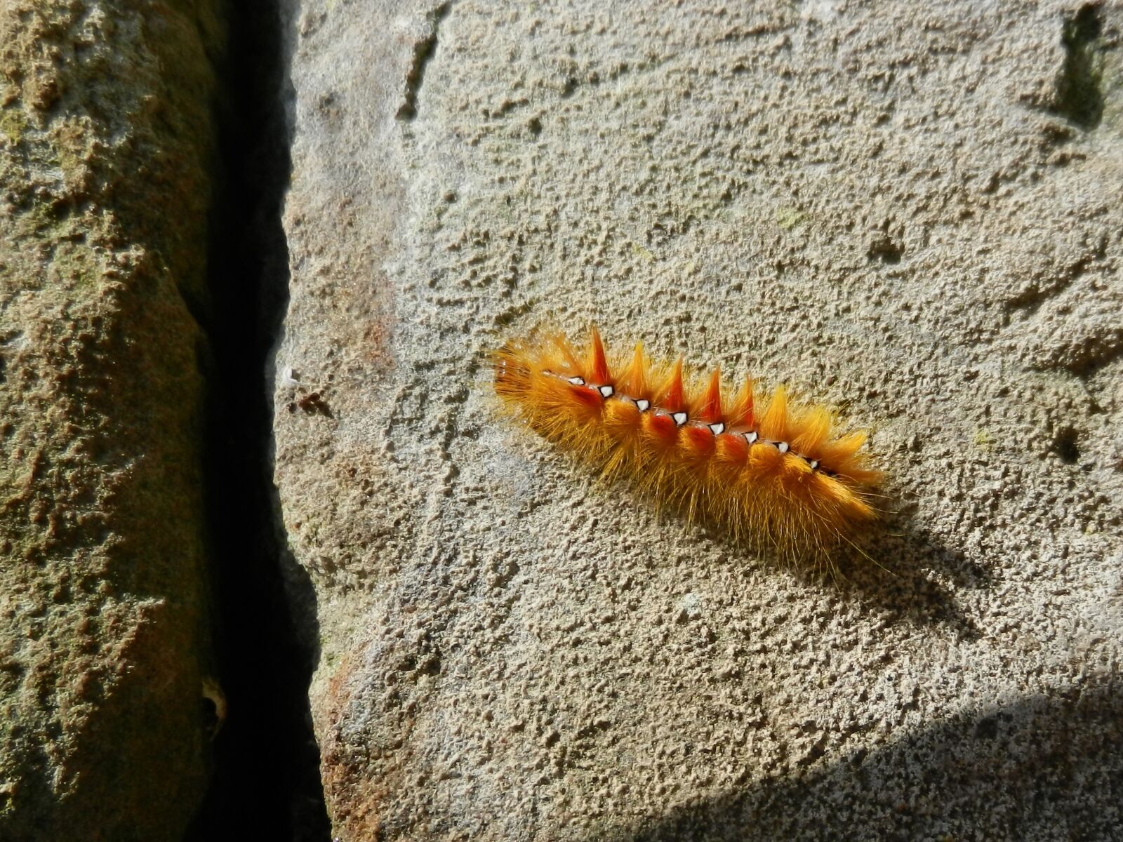 Nikon Coolpix S9100 sample photo. Caterpillar, maple moth, colorful photography